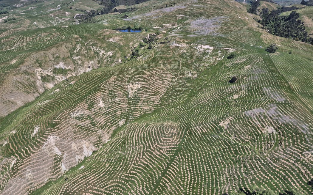 Pine forestry in Hawke's Bay.