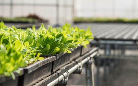 A crop of lettuces in a greenhouse