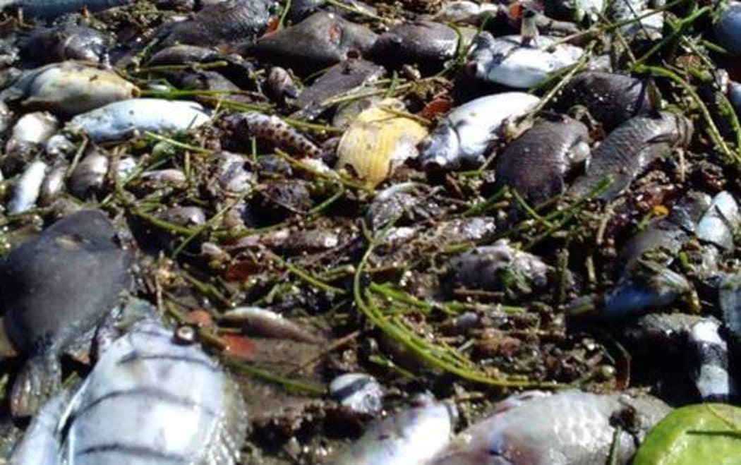 Dead fish washed up on Fiji's coral coast due to high water temperatures.