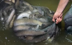 Tuna being caught and released to complete life cycle.