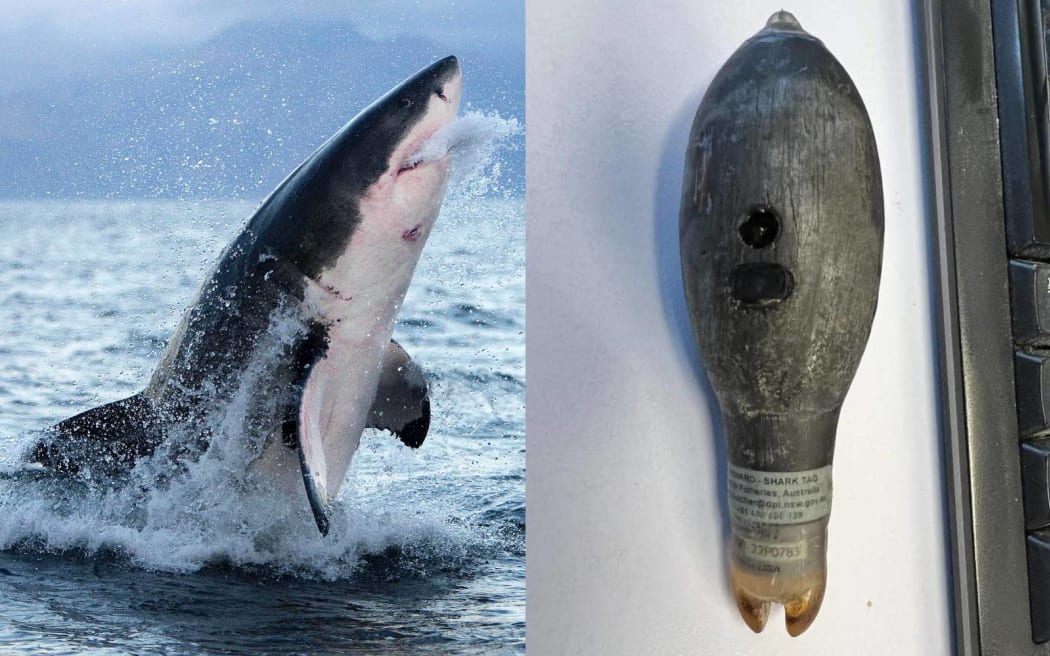 Great white shark and a tracking tag