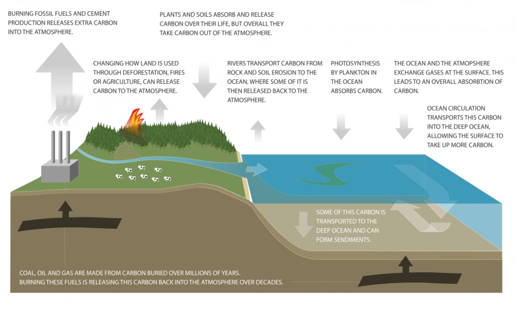 Scientists from NIWA are looking at the potential for our forests to act as carbon sinks, and they say there is more potential than we thought.