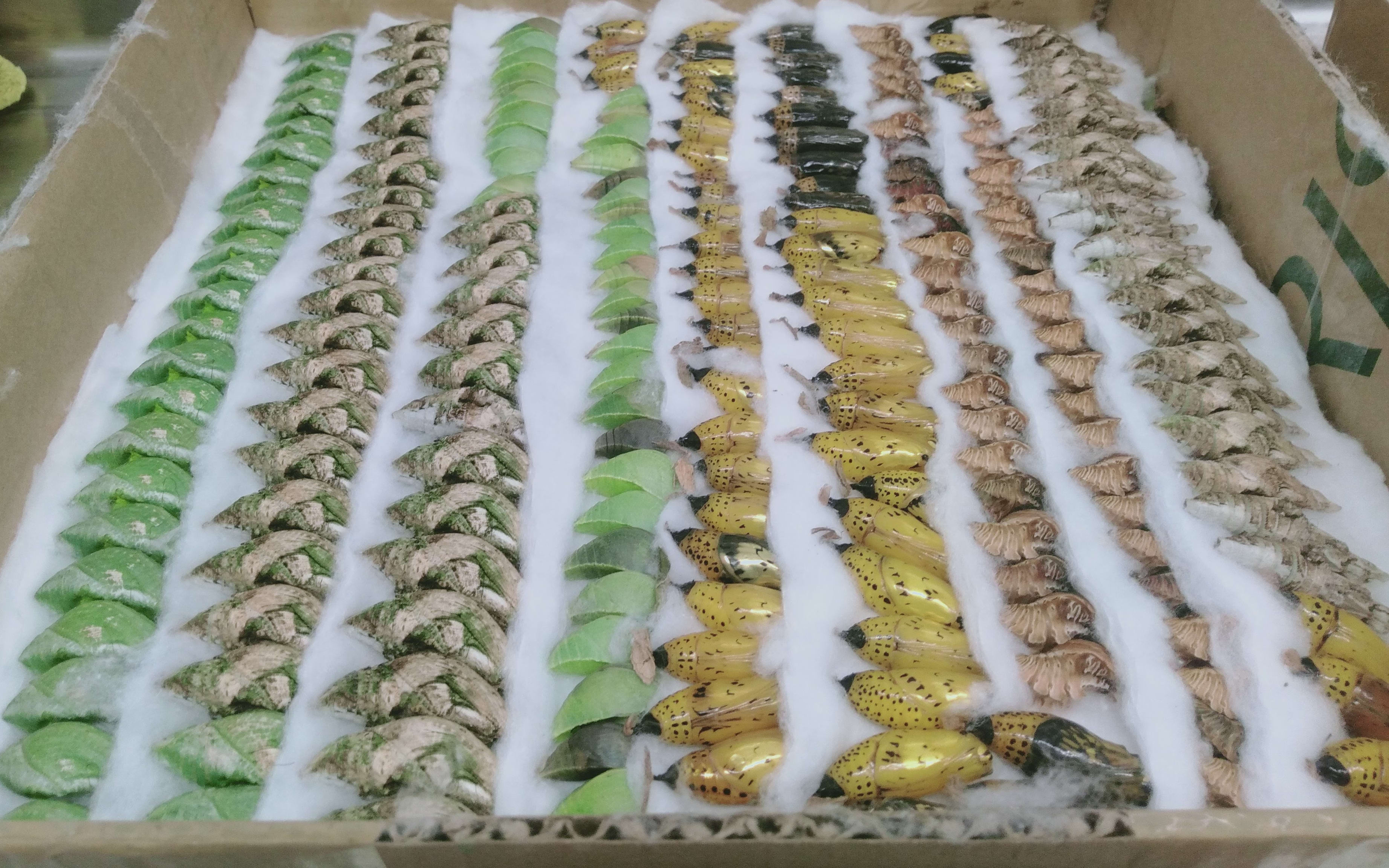Butterfly pupae are laid out in a cardboard box on top of some cotton wool. They are in lines, there are different colours and sizes of them from green to brown to yellow.