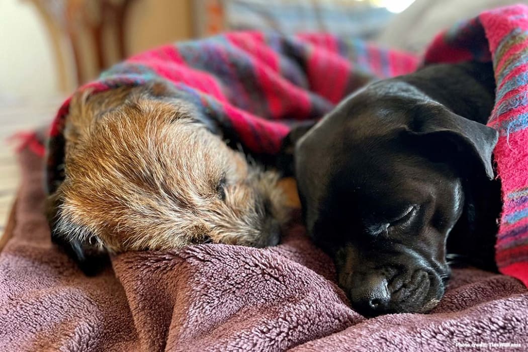 Two dogs sleep under a blanket.