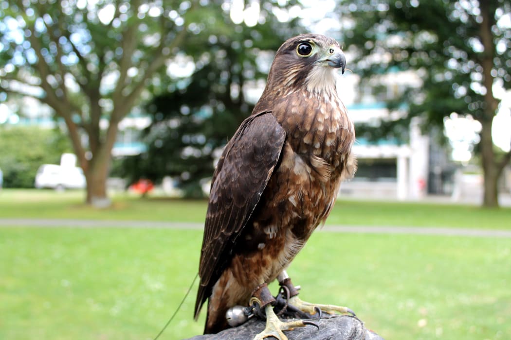 A photo of Tappe, a New Zealand falcon