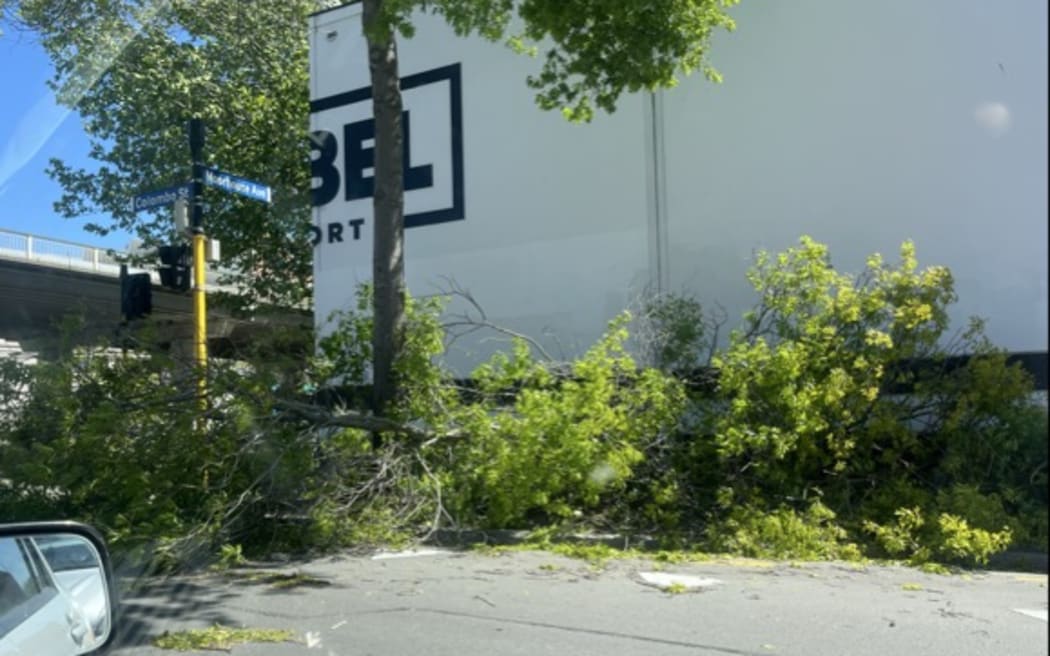 Tree downed on Colombo Street, Christchurch.