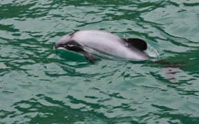 A Hector's dolphin in New Zealand waters.