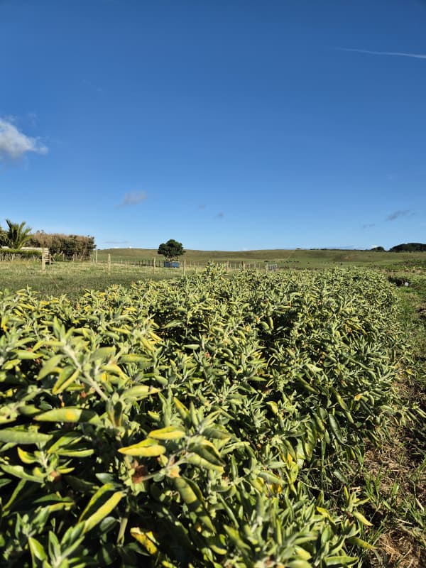 Now in their second year of the trial, there's been plenty of learnings along the way.