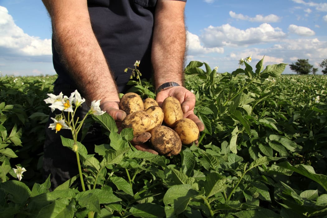 Man in the fields holding yellow potatoes in fields