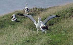 Adult male albatross displaying on Taiaroa Head.