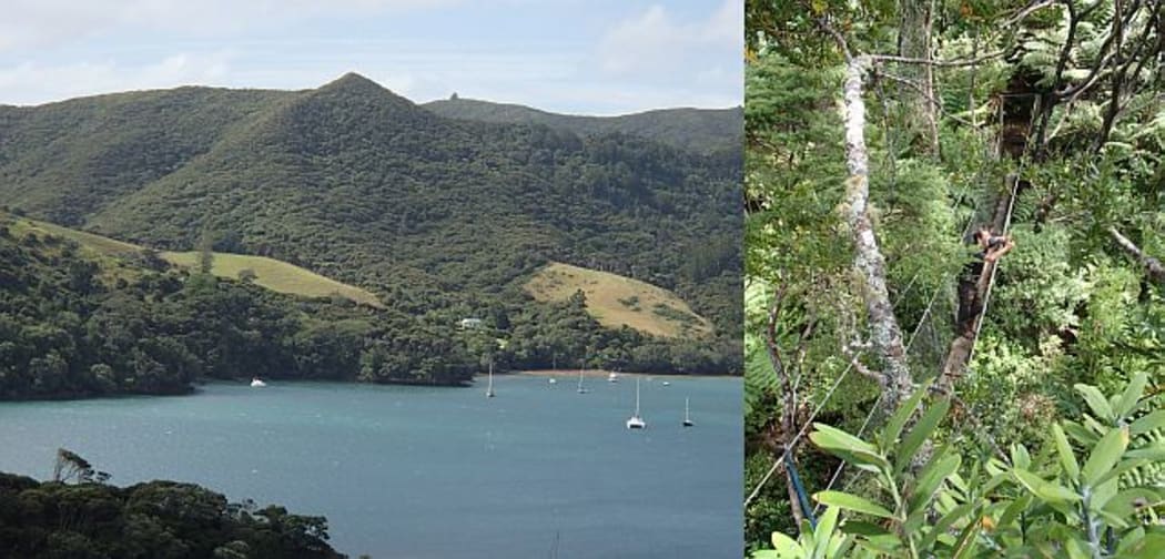 Glenfern Sanctuary is situated on the northern side of Port Fitzroy Harbour, on Great Barrier Island, and is part of the Kotuku Peninsula Sanctuary (left). Scott Sambell stands on a walkway leading out to a viewing platform high in the canopy of a kauri tree (right).