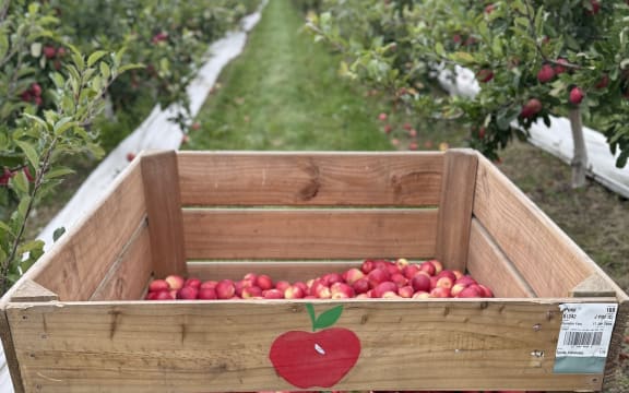 Harvest of Posy apples is under at Mr Apple's Meeanee orchard near Napier.