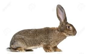 rabbit big