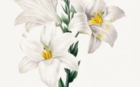 Madonna Lily from Choix des plus belles fleurs (1827) by Pierre-Joseph Redouté. Original from Biodiversity Heritage Library. Digitally enhanced by rawpixel.