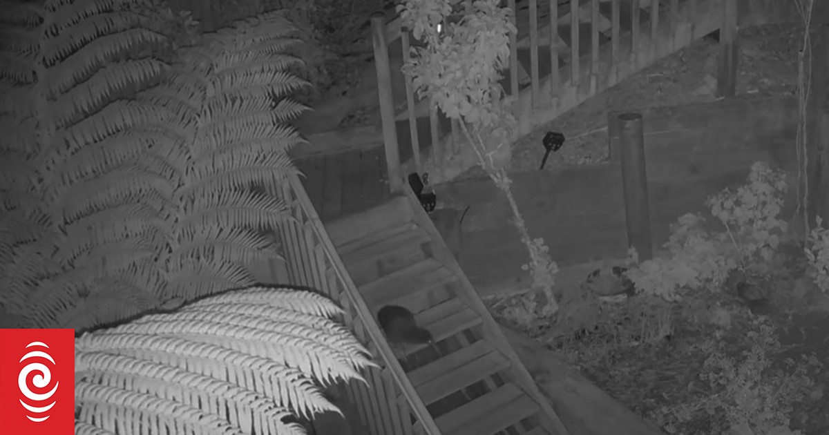 Kiwi turns up in suburban back yard - I didn't expect it to be that large' - Vimarsana News
