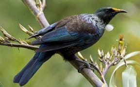 Tui on flax
