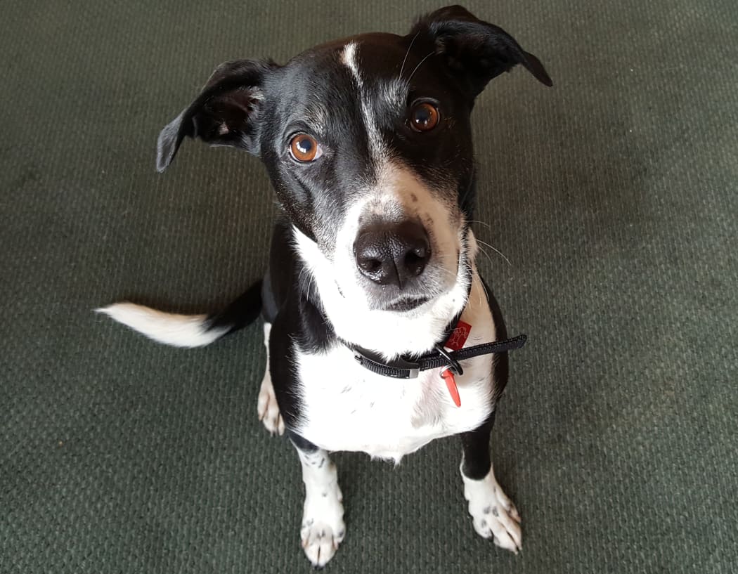Black and white dog called Sprockett.