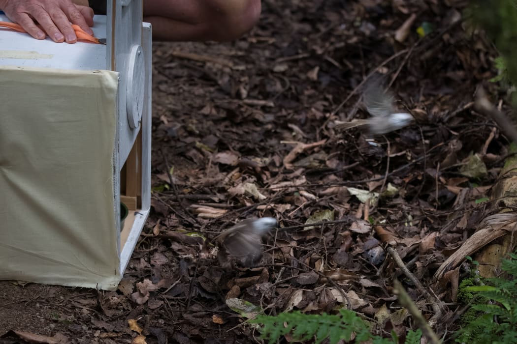 Pōpokotea whiteheads being released at Bushy Park Tarapuruhi.