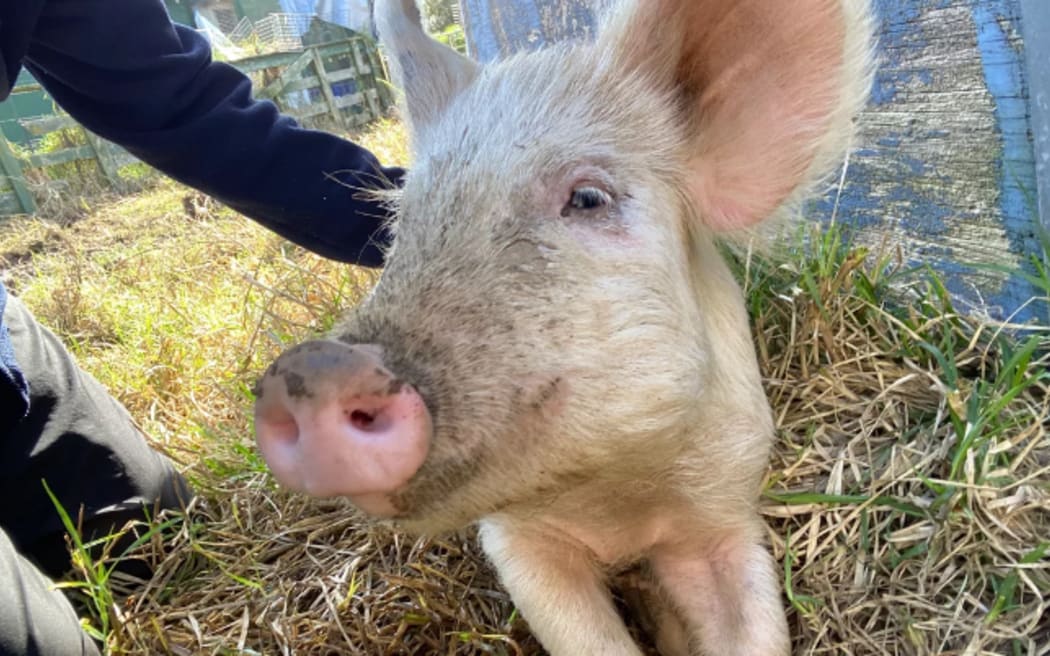 Tulip the pig needs to be rehomed with her daughter Poppy, they're at SPCA Mangere