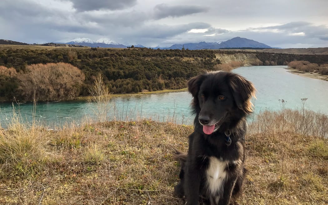 A brown and white dog sits in front of a river beneath a dramatic cloudy sky with mountains in the background. The dog is looking to the left and has his tongue poking out a little. He looks like a retriever of some kind.