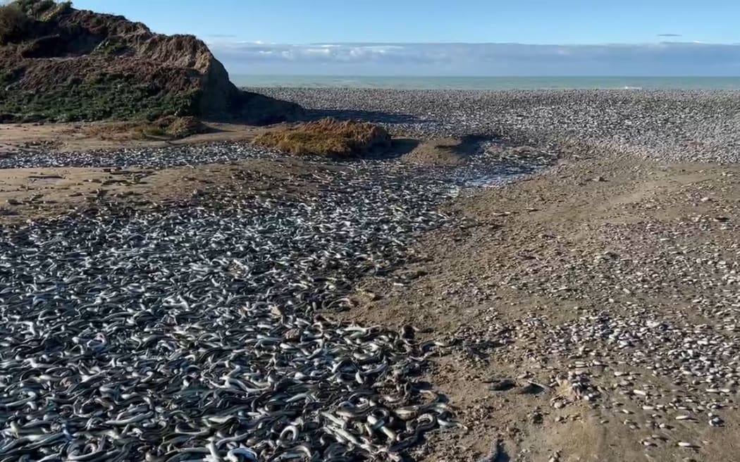 Thousands of eels stranded on a farm in Selwyn district after flooding.