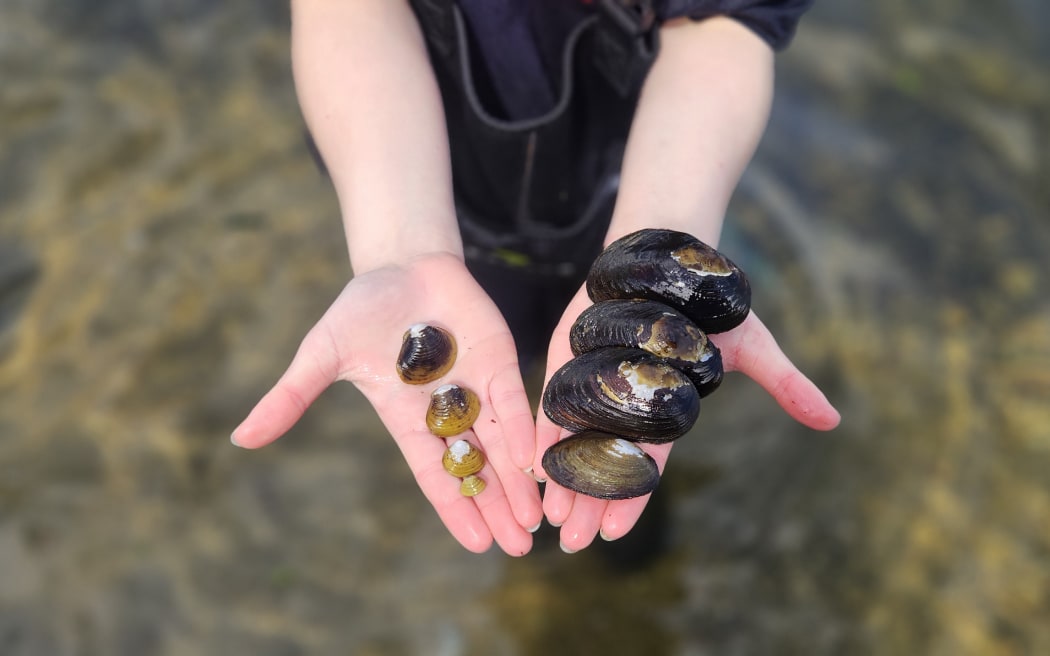 Someone is holding out their arms, palms up, facing towards the camera. On their left palm are four kākahi in decreasing order of size, on the right, four gold clam. The clams are rounder, and a paler gold-brown colour than the oval, much larger, darker kākahi.
