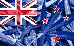 New Zealand Flag on cannabis background. Drug policy. Legalization of marijuana