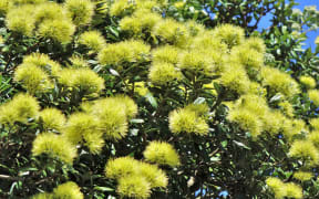 Close-up of Yellow Pohutukawa flowers.