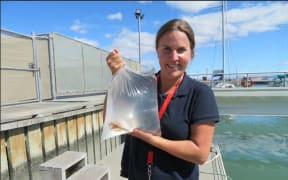 Hawke’s Bay Regional Council senior biosecurity advisor Alice McNatty with a Mediterranean fanworm that was removed from a vessel.