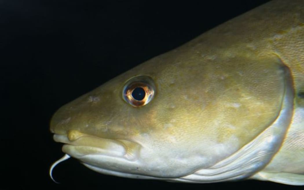 Atlantic cod