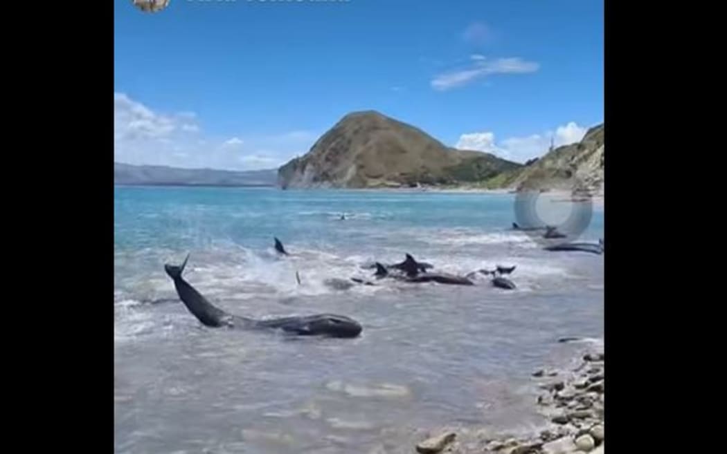 Whale stranding at Taylors Bay near Māhia on 21 January 2024. (not mentioning beach in caption to avoid people crowding to see it)