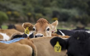 Brighter Future - Dairy. Dairy farming family the Mathieson's, Ewen, Dianne and Melissa talk about the boom and bust of their industry since 2008 and how they got through some of the tougher times.