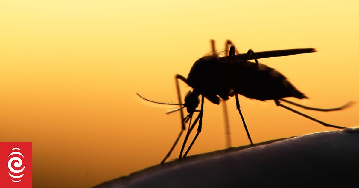 Dengue threat: Pacific health officials learn to monitor mosquitoes resistance