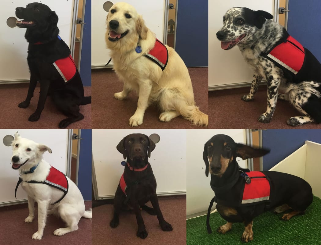 Ruby, Ella and Katie (top row), and Luna, Trevor and Vincent (bottom row) are all pet dogs that have been trained to detect fish odour in Waikato University's Dog Lab.