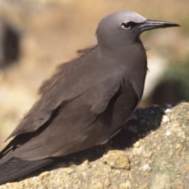 Photo for Brown noddy