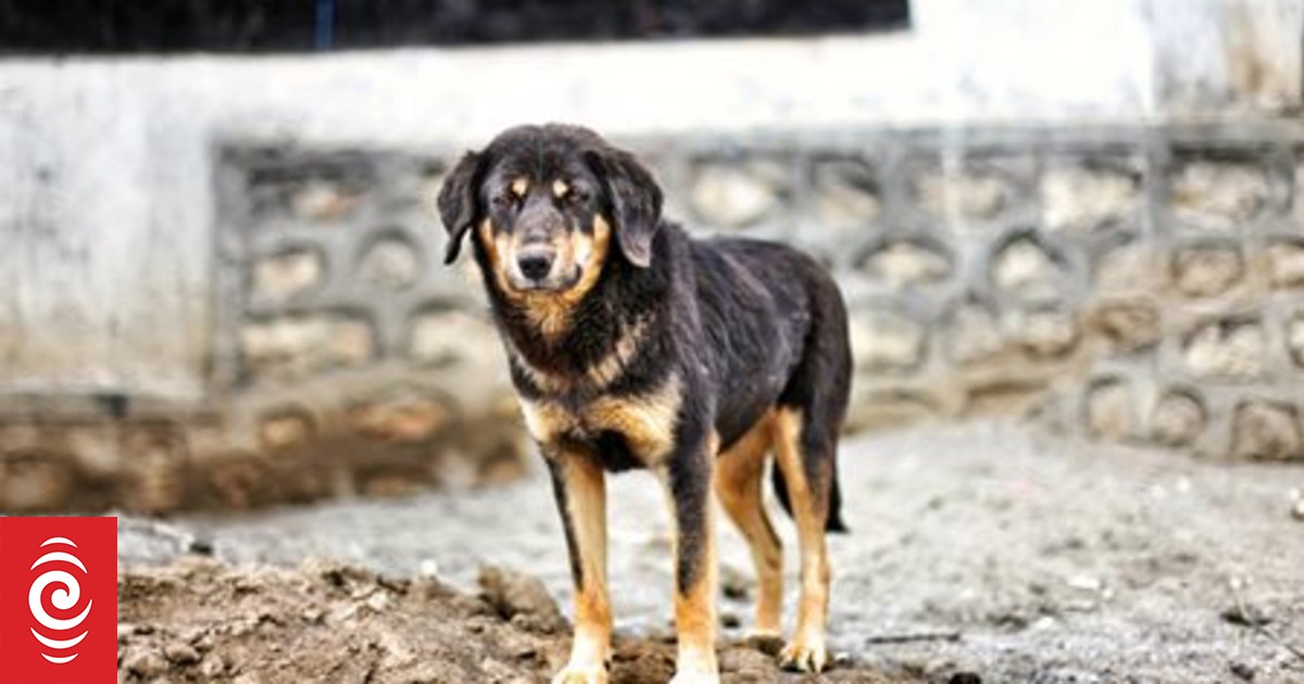 Samoa police consider training strays as police dogs | RNZ News
