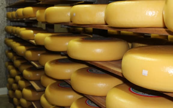 Dutch Cheese