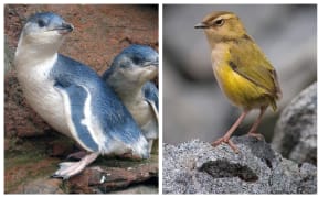 Bird of the Year 2022