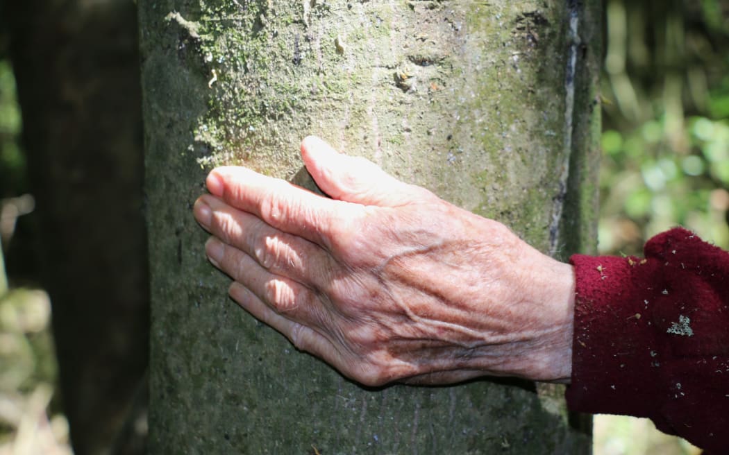 Arowhenua Bush restoration project