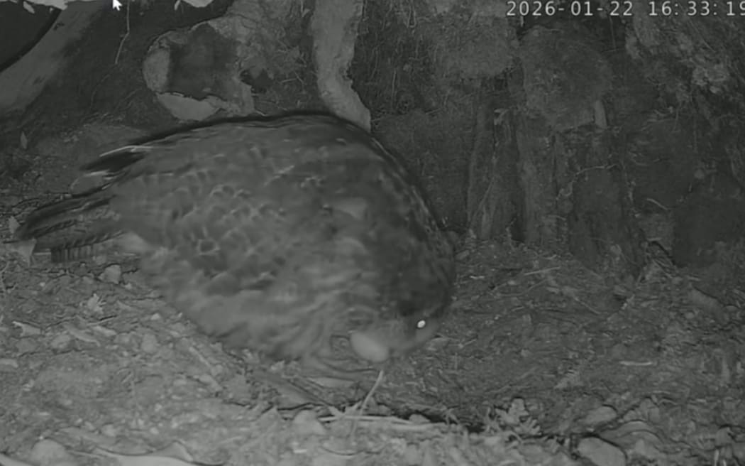Kākāpō Cam shows Rakiura just after she laid her first egg of 2026
