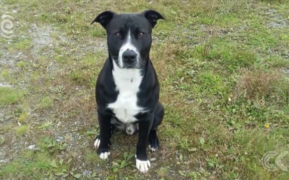 Bull terrier needs new home after owner killed in crash