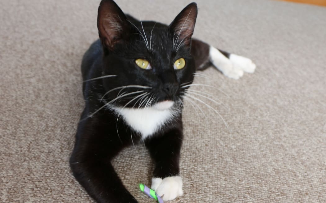 Henry the cat.