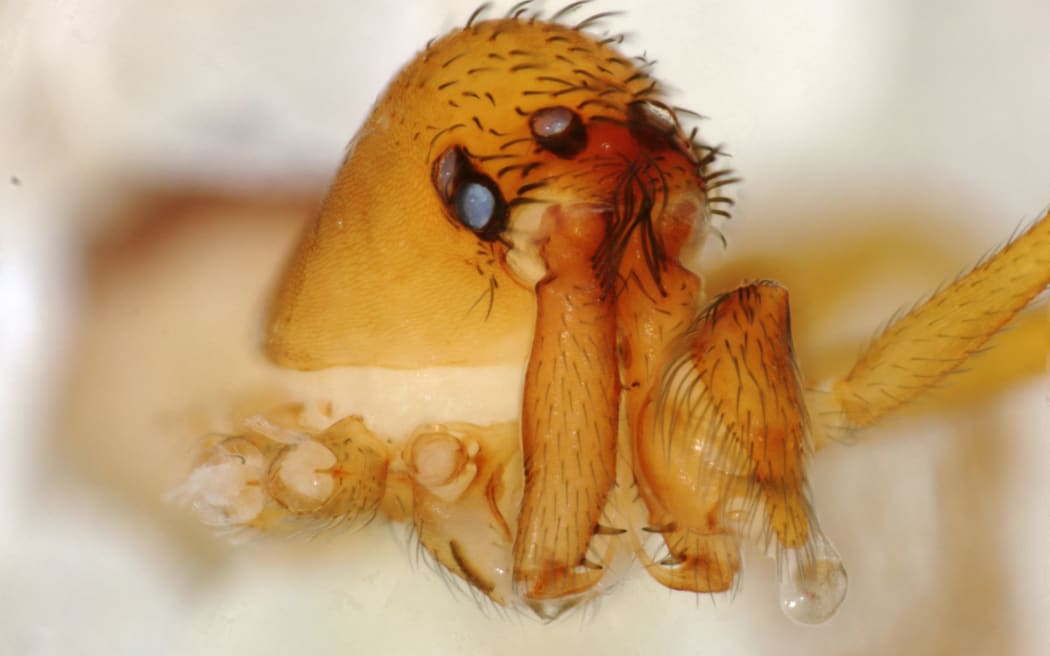 The NZ trap-jaw spider