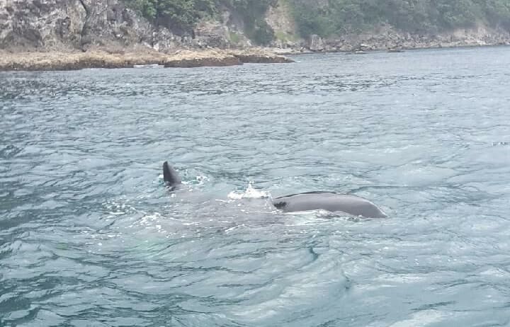 The orca became trapped off Tokoroa Rock in Kennedy Bay.