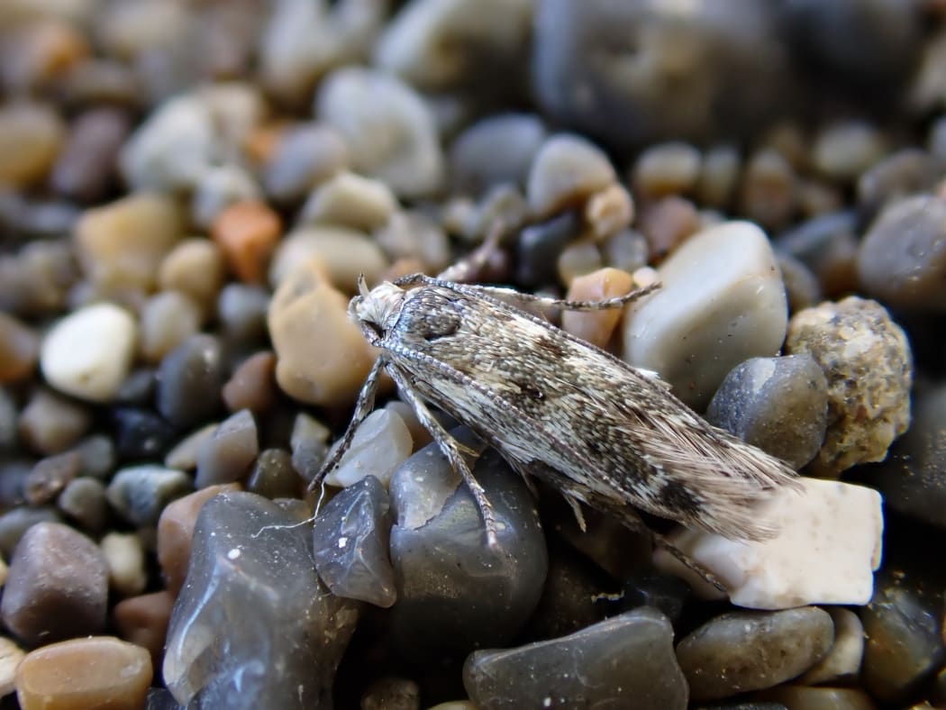 The Kiwaia ‘Cloudy Bay’ moth.