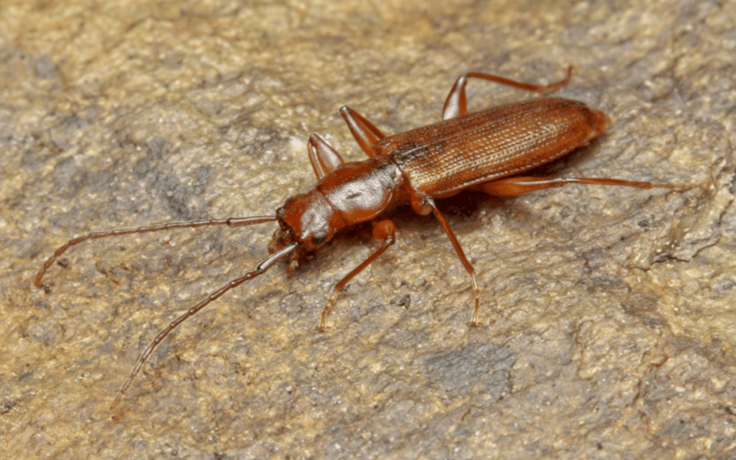 Herbivorous alpine beetle