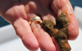 Lake snow algae has been found in Lake Manapouri.