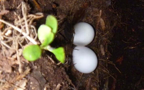 Two Kakapo eggs on Codfish Island.