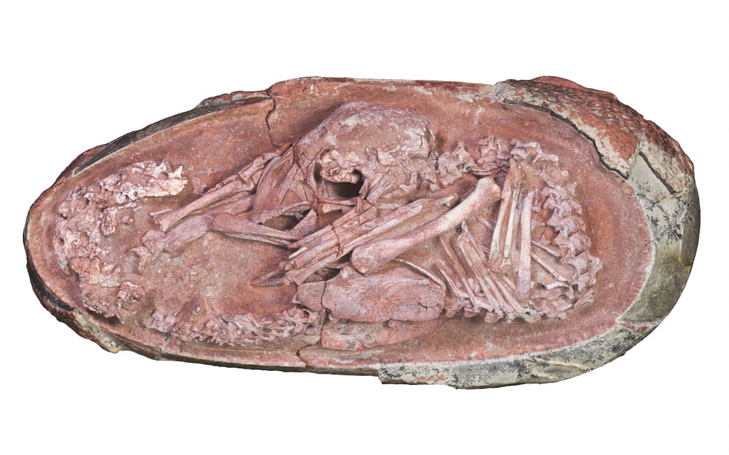 Oviraptorosaur embryo 'Baby Yingliang' found in Ganzhou, Jiangxi Province, southern China.