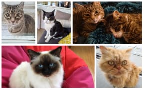 cats